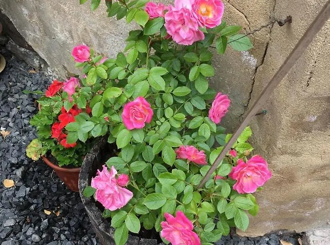 Belmont Gem * Knaresborough