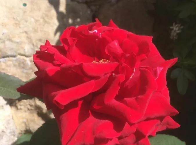 Σπίτι διακοπών Belmont Gem Knaresborough