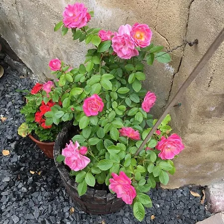 Belmont Gem * ナレスボロ