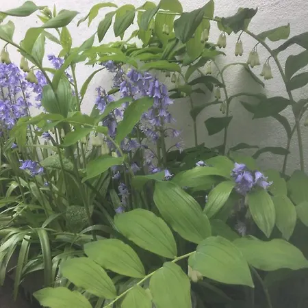 Belmont Gem ナレスボロ