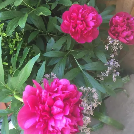 Belmont Gem 別荘 *